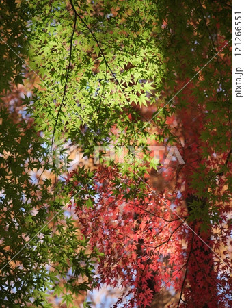 紅葉したモミジと青モミジ 121266551