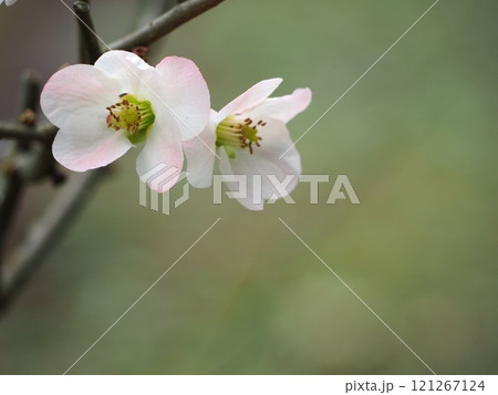 春を告げる梅の花 121267124