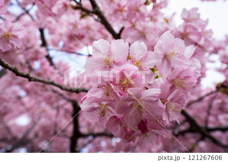 3月上旬に咲いた河津桜 121267606