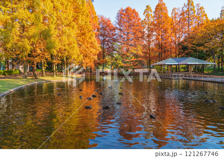 神宮東公園、紅葉するメタセコイア〈愛知県名古屋市〉 121267746