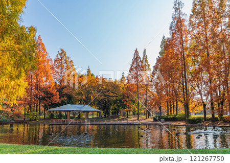 神宮東公園、紅葉するメタセコイア〈愛知県名古屋市〉 121267750
