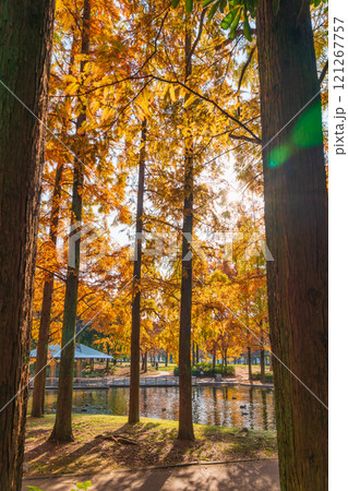 神宮東公園、紅葉するメタセコイア〈愛知県名古屋市〉 121267757