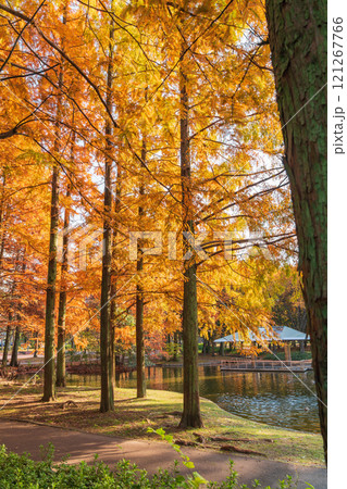 神宮東公園、紅葉するメタセコイア〈愛知県名古屋市〉 121267766