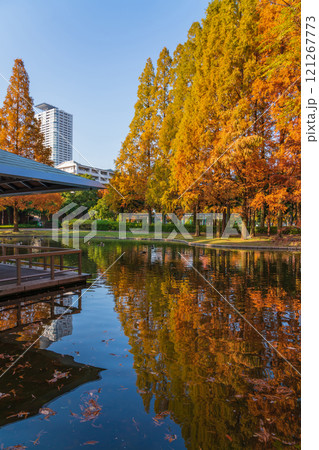 神宮東公園、紅葉するメタセコイア〈愛知県名古屋市〉 121267773