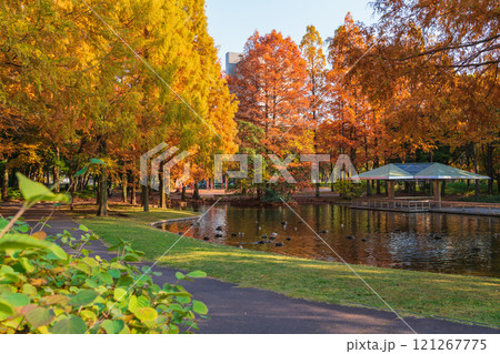 神宮東公園、紅葉するメタセコイア〈愛知県名古屋市〉 121267775