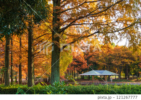 神宮東公園、紅葉するメタセコイア〈愛知県名古屋市〉 121267777
