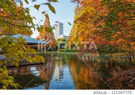 神宮東公園、紅葉するメタセコイア〈愛知県名古屋市〉 121267778