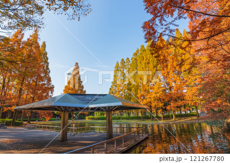 神宮東公園、紅葉するメタセコイア〈愛知県名古屋市〉 121267780