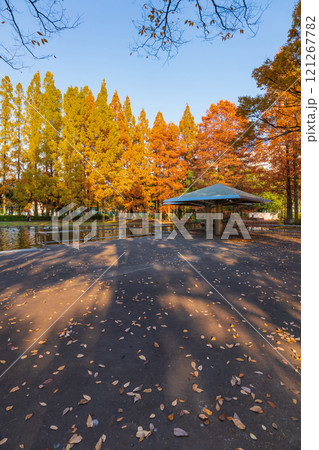 神宮東公園、紅葉するメタセコイア〈愛知県名古屋市〉 神宮東公園、紅葉するメタセコイア〈愛知県名古屋市〉 121267782