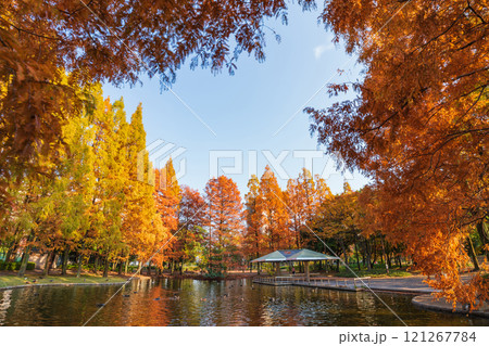 神宮東公園、紅葉するメタセコイア〈愛知県名古屋市〉 121267784