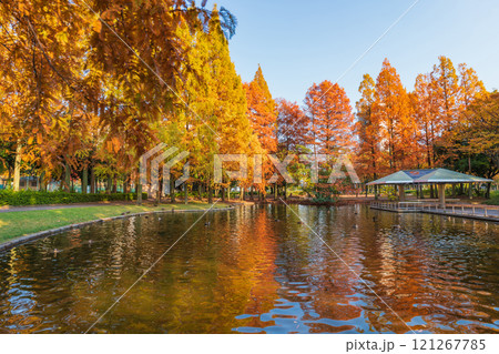 神宮東公園、紅葉するメタセコイア〈愛知県名古屋市〉 121267785
