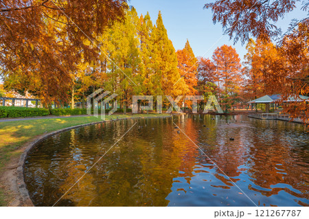 神宮東公園、紅葉するメタセコイア〈愛知県名古屋市〉 121267787