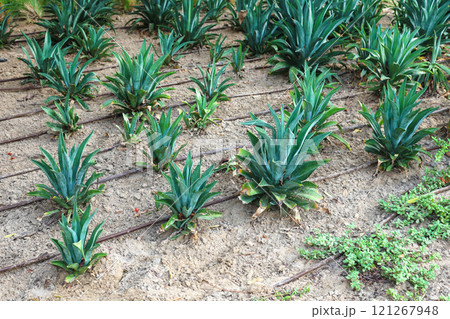 Agave - a plant for the improvement of a city park, rows of planted plants on a city street Agave - a plant for the improvement of a city park, rows of planted plants on a city street 121267948