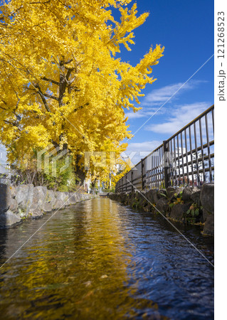 秋の京都 堀川通の銀杏並木 秋の京都 堀川通の銀杏並木 121268523