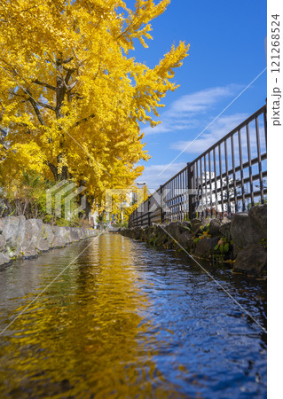 秋の京都 堀川通の銀杏並木 秋の京都 堀川通の銀杏並木 121268524