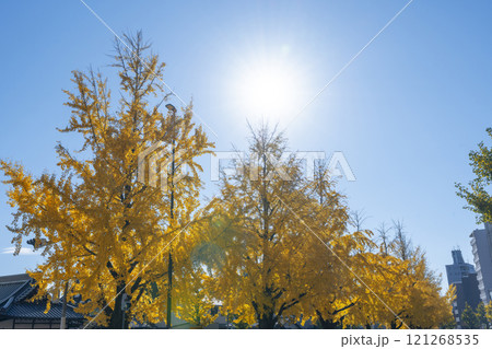 秋の京都　堀川通の銀杏並木 121268535