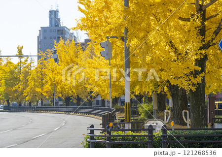 秋の京都　堀川通の銀杏並木 121268536