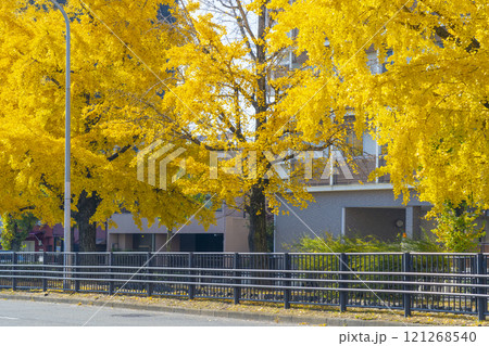 秋の京都　堀川通の銀杏並木 121268540