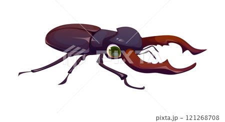 Cartoon funny stag beetle insect character featuring exaggerated mandibles and expressive eyes. Isolated vector Lucanus cervus bug, natural invertebrate creature, pest with huge horns Cartoon funny stag beetle insect character featuring exaggerated mandibles and expressive eyes. Isolated vector Lucanus cervus bug, natural invertebrate creature, pest with huge horns 121268708
