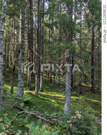 the forest and trees on hillsides in Norway 121269032