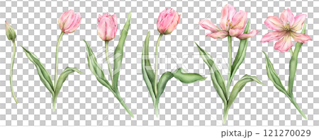 Set of Pastel pink light yellow Tulips and open bud watercolor illustration isolated on white background. Hand drawn delicate garden spring perennial bulbous flower for spring wedding design or card. 121270029