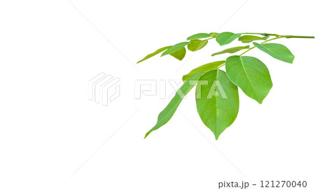 Cut out Pterocarpus Macrocarpus or Burma padauk leaves with clipping paths on white background 121270040