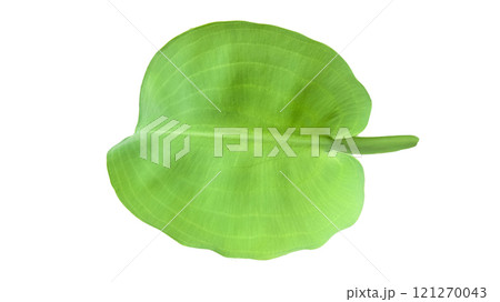 Cut out of Limnocharis flava leaf with precise clipping paths on a white background. The vibrant, green aquatic plant with delicate leaf is suitable for use in nature and water garden designs. 121270043