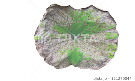 Cut out image of an almost dry lotus leaf on a white background with clipping paths. Ideal for various design projects and educational purposes. 121270044