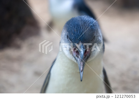 The Fairy penguin or blue penguin is so cute and local animal in phillip island,Australia 121270053