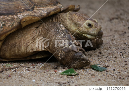 Close up head Sulcata tortoise in the garden at thailand 121270063