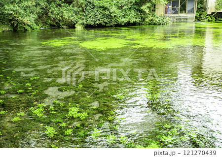 富士山本宮浅間大社 湧玉池 静岡県富士宮市 富士山本宮浅間大社 湧玉池 静岡県富士宮市 121270439