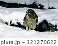 シマフクロウとの出会い 121270622