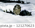 シマフクロウとの出会い 121270623