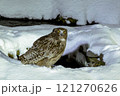 シマフクロウとの出会い 121270626