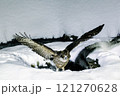 シマフクロウとの出会い 121270628