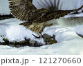 シマフクロウとの出会い 121270660