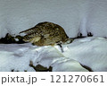 シマフクロウとの出会い 121270661