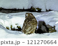 シマフクロウとの出会い 121270664