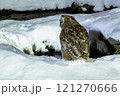 シマフクロウとの出会い 121270666
