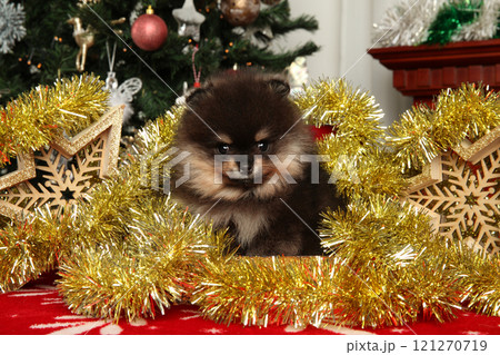 Pomeranian puppy sits adorably among gold tinsel 121270719