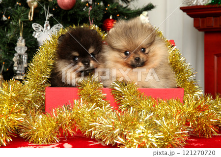 Tiny Pomeranian puppies in a red box Tiny Pomeranian puppies in a red box 121270720
