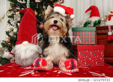Biewer Yorkie puppy wearing a Santa hat 121270721