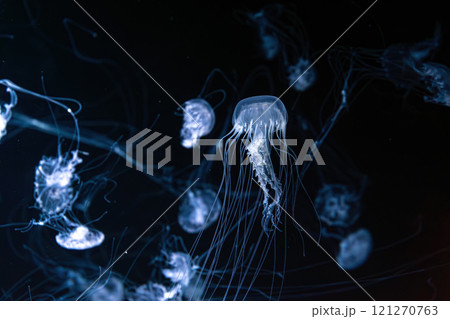 Group of Sanderia Malayensis, Amakusa Jellyfish swimming in aquarium pool with blue neon light 121270763