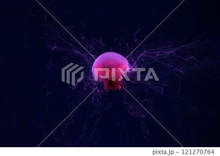 Fluorescent lion's mane jellyfish swimming underwater aquarium pool with red neon light. 121270764