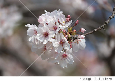 茨木市の桜 121271676