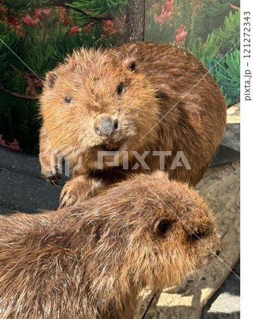 Close-Up of Two Beavers with Natural Backdrop Close-Up of Two Beavers with Natural Backdrop 121272343
