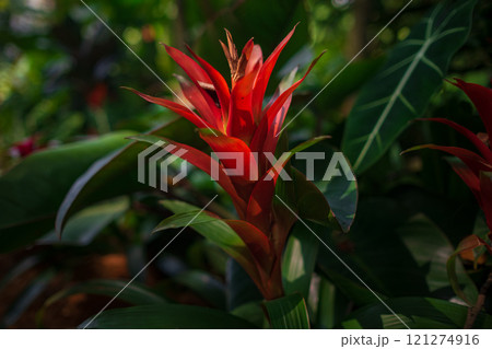 walk in Perdana Botanical Garden, Lush greenery and exotic plants in the Kuala Lumpur Botanical Garden, Ginger red tropical flower plant square composition walk in Perdana Botanical Garden, Lush greenery and exotic plants in the Kuala Lumpur Botanical Garden, Ginger red tropical flower plant square composition 121274916