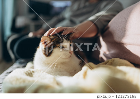Man hand gently strokes her cat on the fur. The relationship between a cat and a person. Selective focus. Love cats and humans. Relationship, weasel. Man hand gently strokes her cat on the fur. The relationship between a cat and a person. Selective focus. Love cats and humans. Relationship, weasel. 121275168