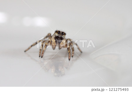 picture of a live spider, an insect picture of a live spider, an insect 121275493