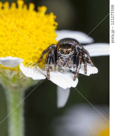 picture of a live spider, an insect picture of a live spider, an insect 121275506